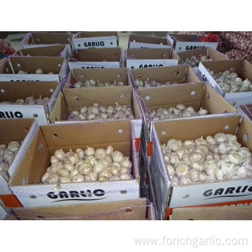 Export Standard Normal White Garlic New Crop